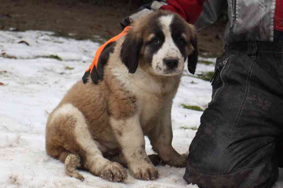 Moskevský strážní pes - foto 3