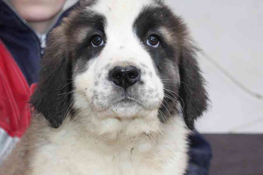 Moskevský strážní pes - foto 5