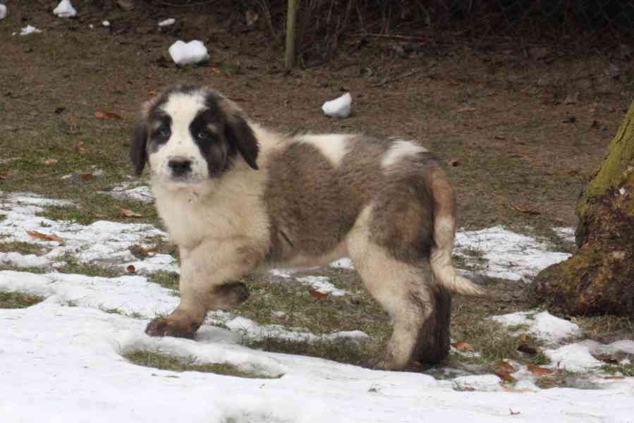 Moskevský strážní pes - foto 4