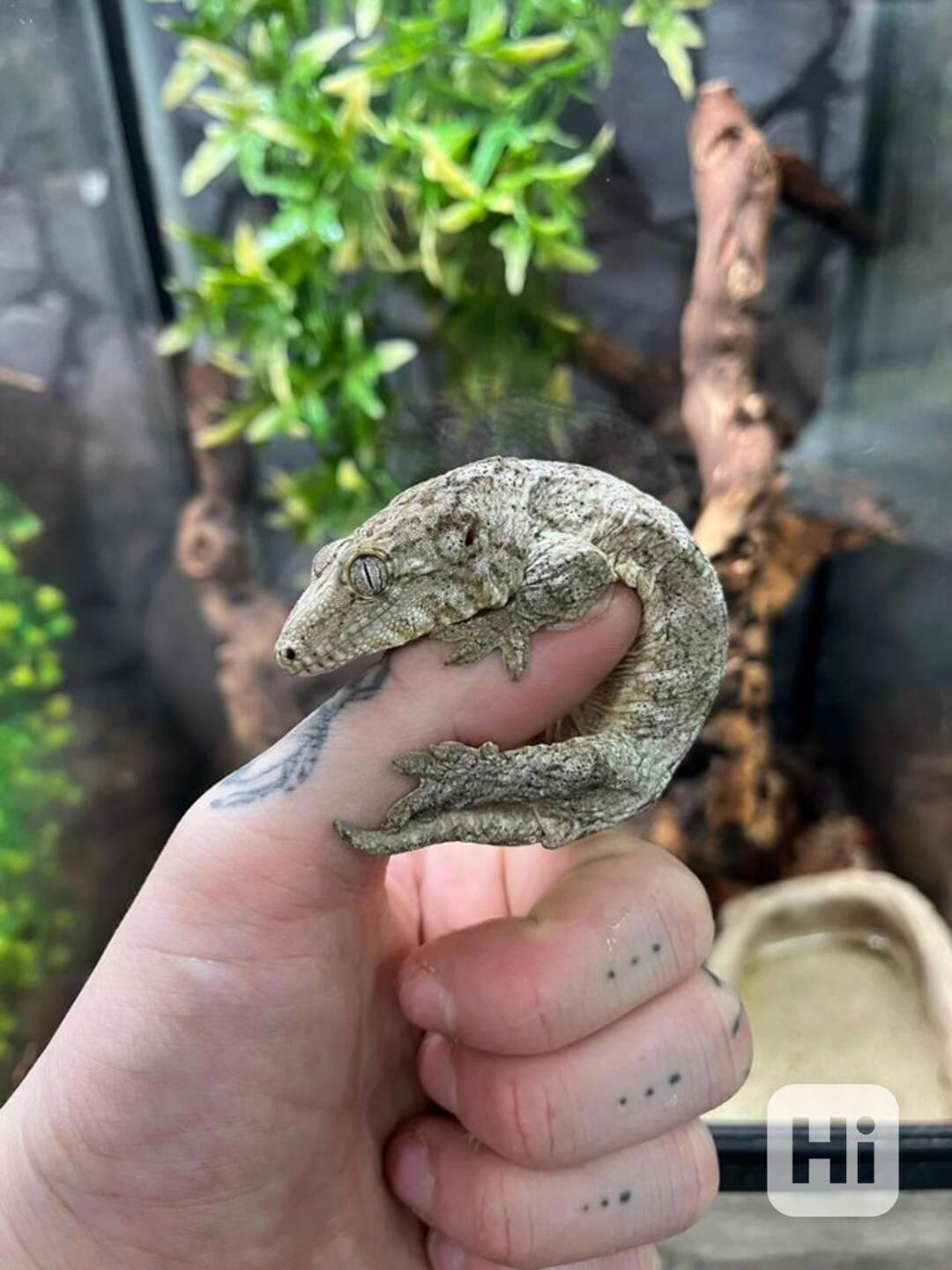   Brosse x Moro Leachianus Giant Gecko v Birmingham Reptiles - foto 1
