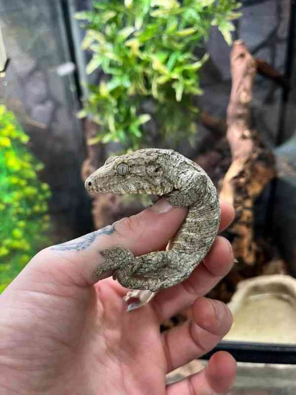   Brosse x Moro Leachianus Giant Gecko v Birmingham Reptiles - foto 5