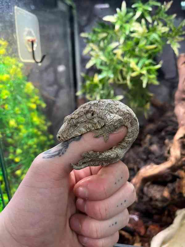   Brosse x Moro Leachianus Giant Gecko v Birmingham Reptiles - foto 3