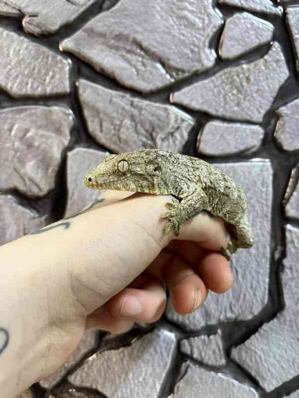   Brosse x Moro Leachianus Giant Gecko v Birmingham Reptiles - foto 4