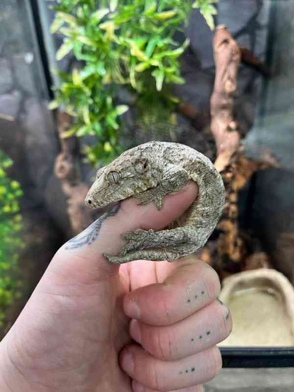   Brosse x Moro Leachianus Giant Gecko v Birmingham Reptiles - foto 2