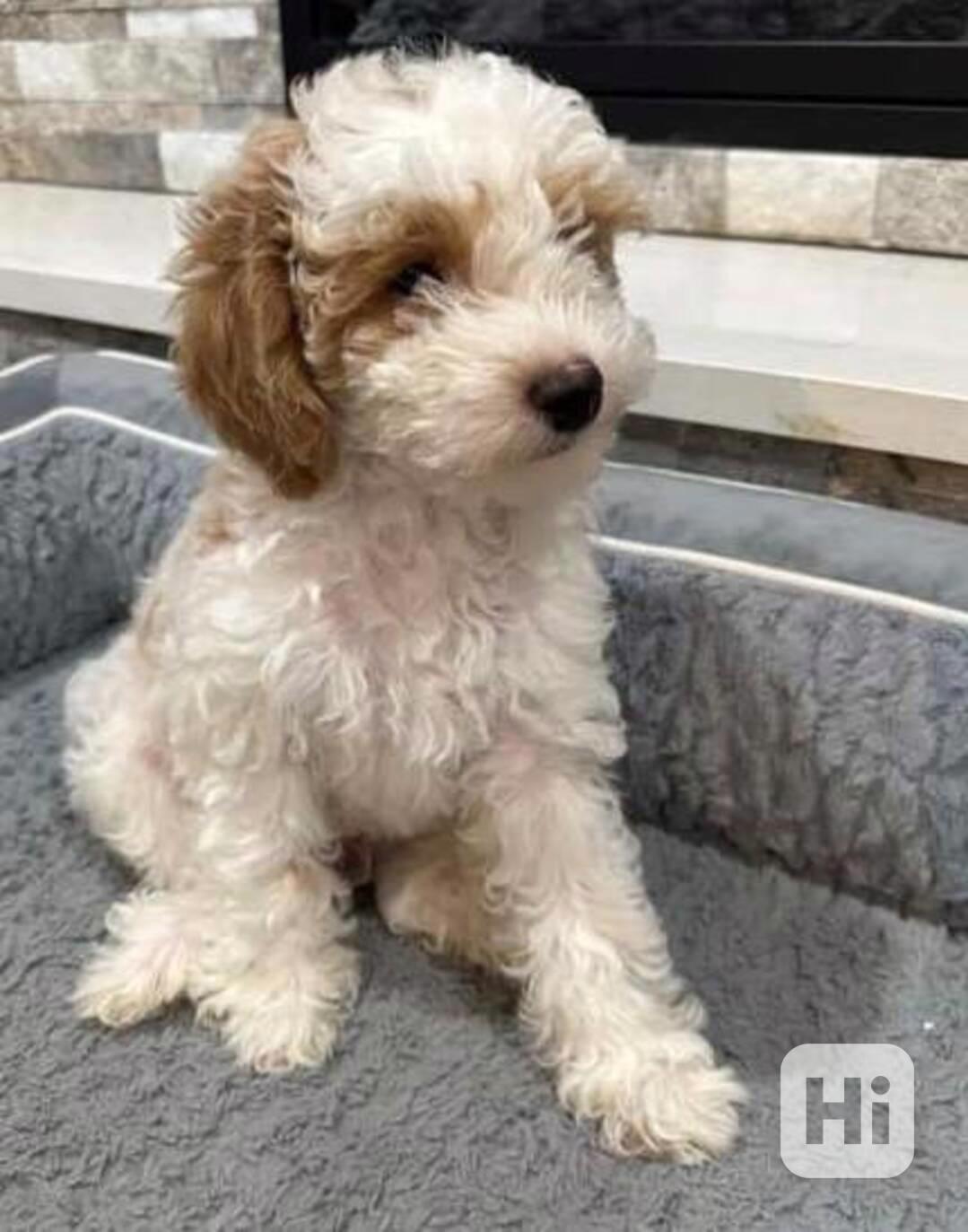 štěňata toy pudla - foto 1