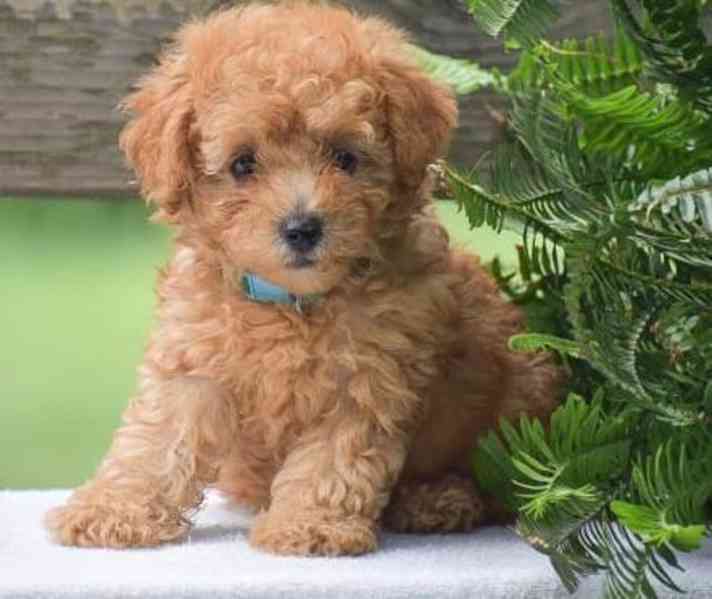 štěňata toy pudla - foto 2