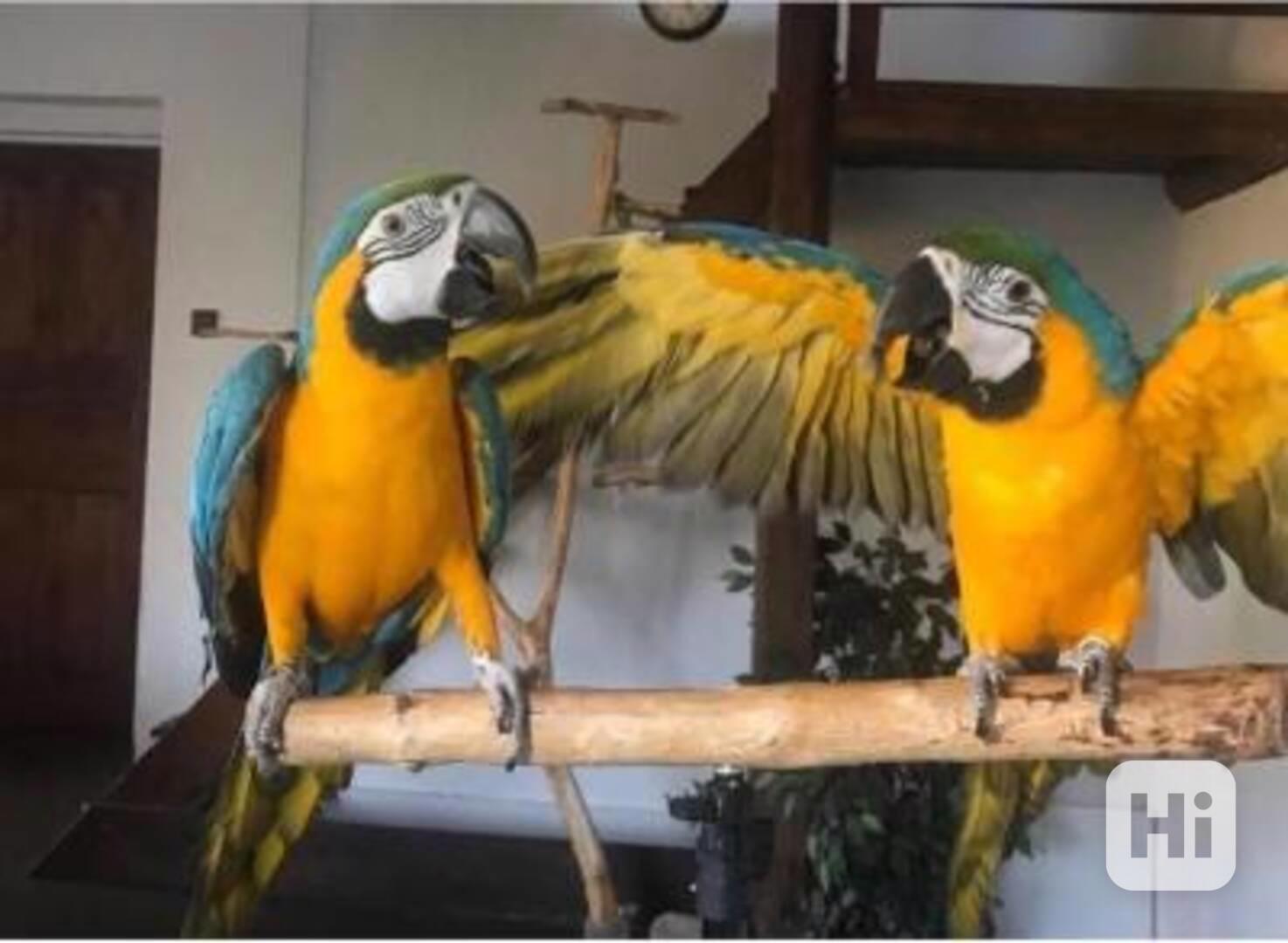 Krásní modro-zlatí arové k dispozici - foto 1