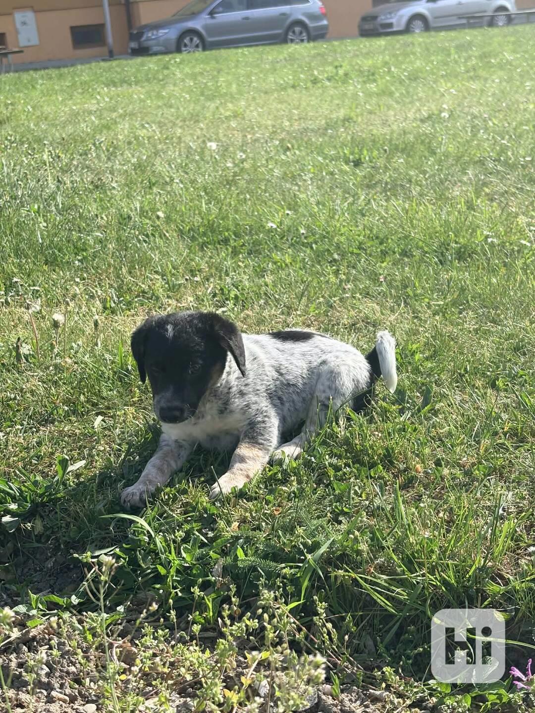 Jack Russel teriér  - foto 1