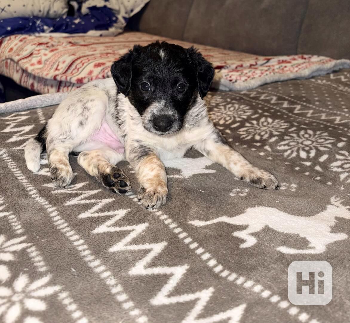 Bordel kolie Merle  - foto 1