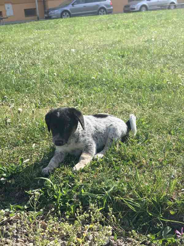 Jack Russel teriér 