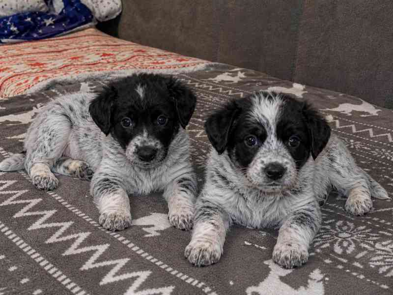 Bordel kolie Merle  - foto 2