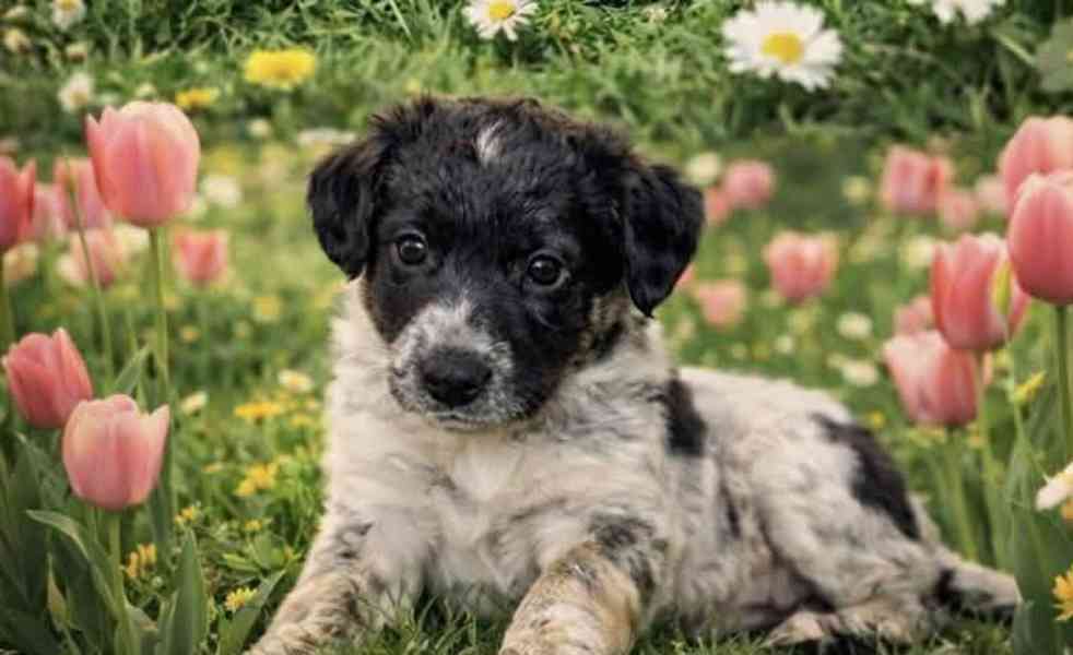 Bordel kolie Merle  - foto 3
