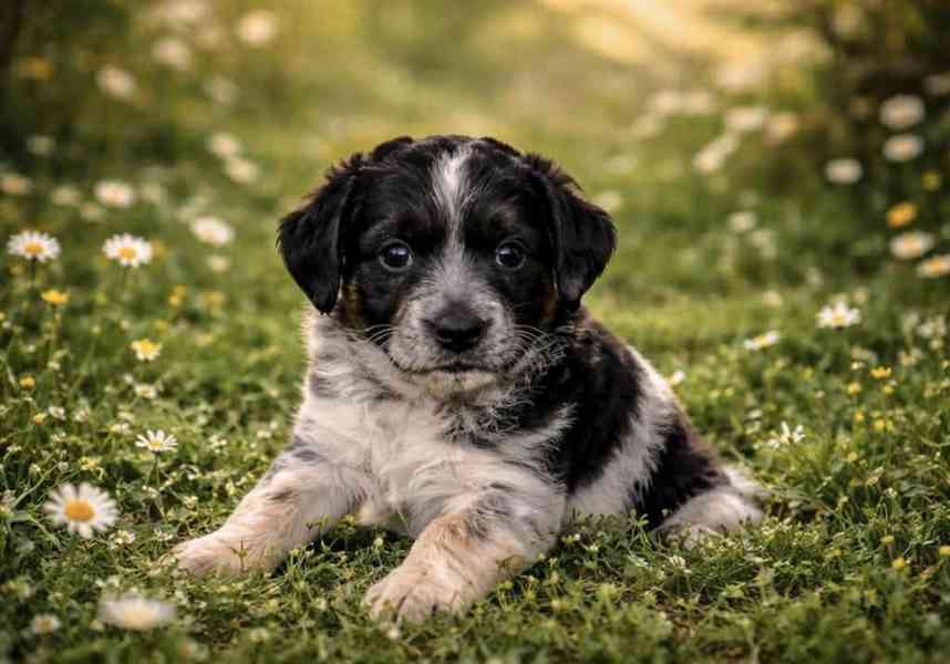 Bordel kolie Merle  - foto 4