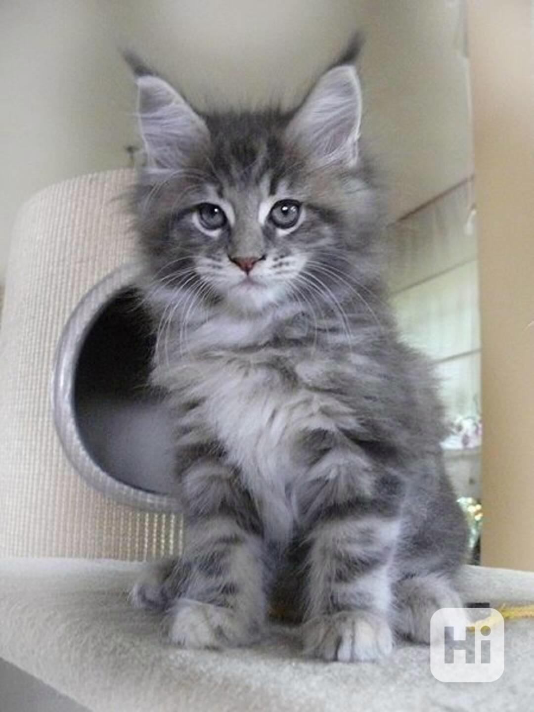 Rozkošná mainská mývalí koťátka nyní k bezplatné adopci   - foto 1