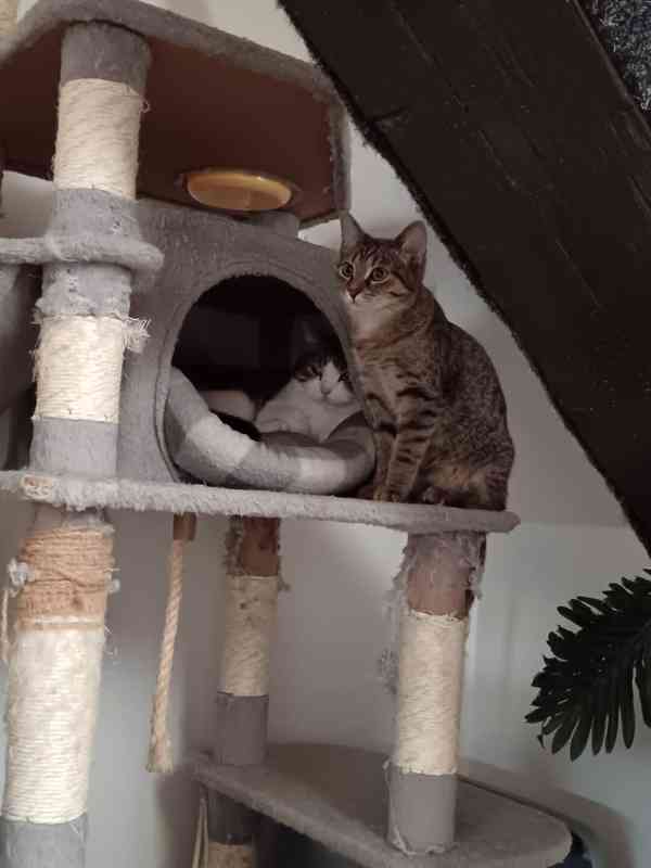 Hodná, mazlivá, mourovaná 4,5měsíční Magdalenka - foto 6