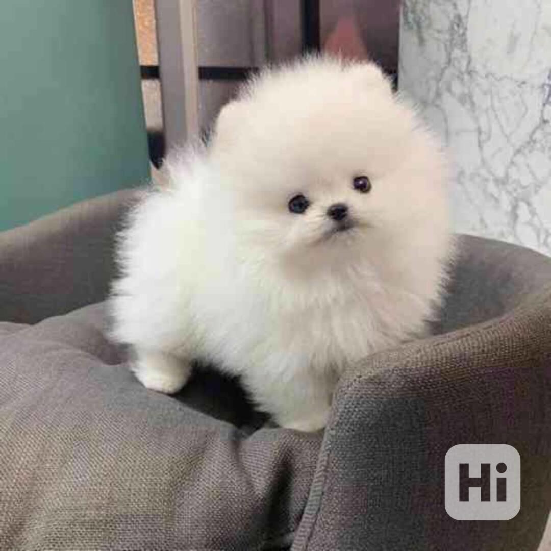 pomeranian štěňata k adopci - foto 1
