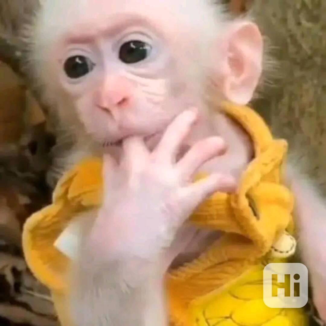  Ovocnožravé mládě kapucínky - foto 1