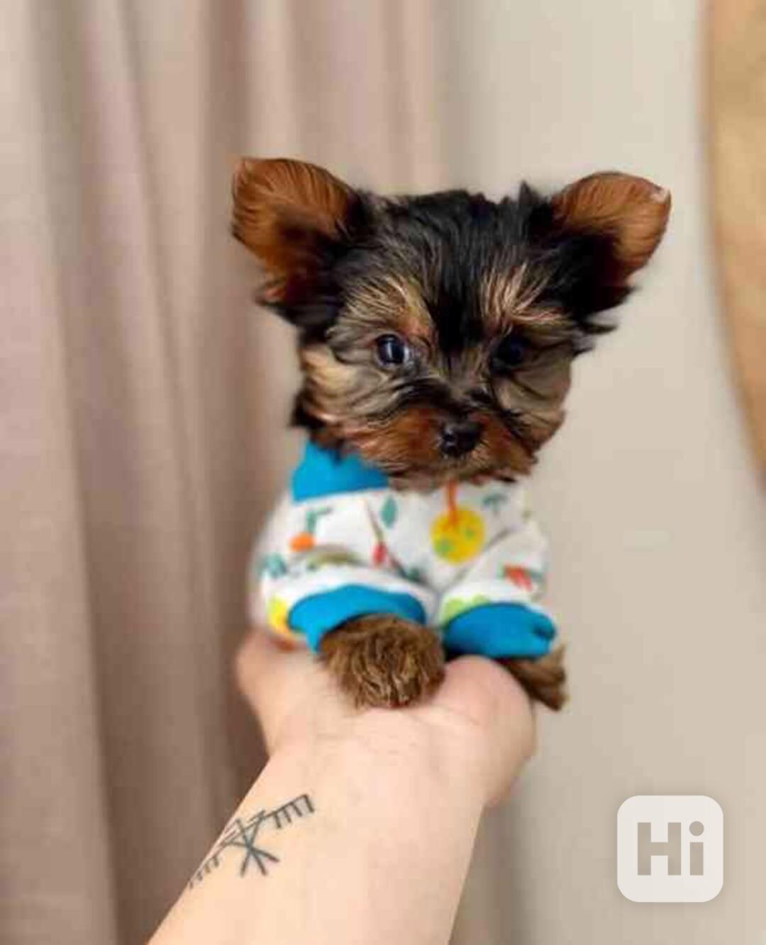 Štěňata jorkšírského teriéra teacup k adopci - foto 1