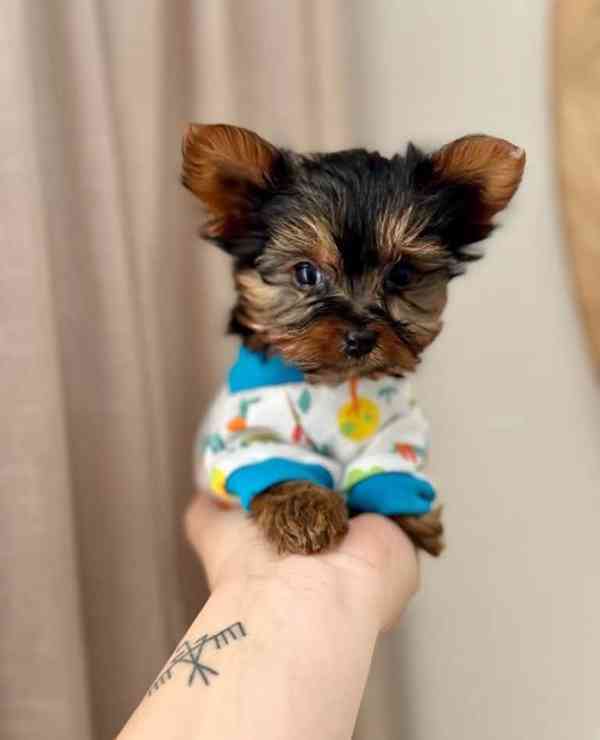 Štěňata jorkšírského teriéra teacup k adopci - foto 1