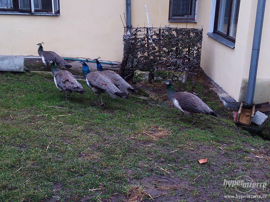 Páv modrý - foto 1