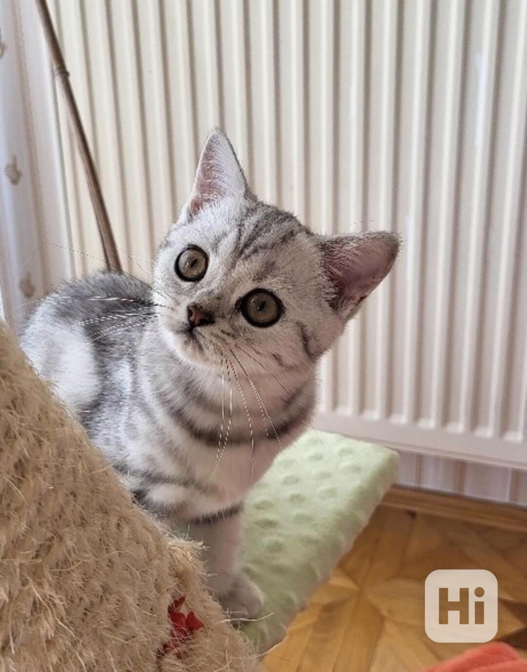 Kočička WHISKAS - foto 1