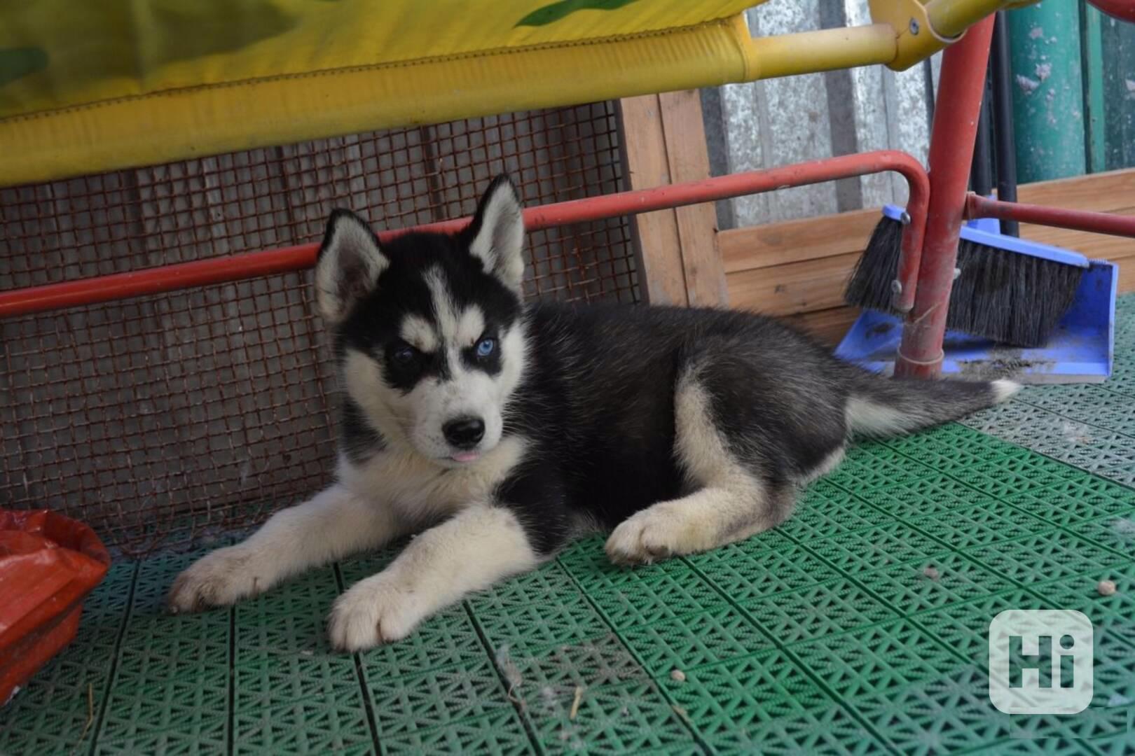 Štěňata sibiřského huskyho s modrýma očima Vychována v našem - foto 1