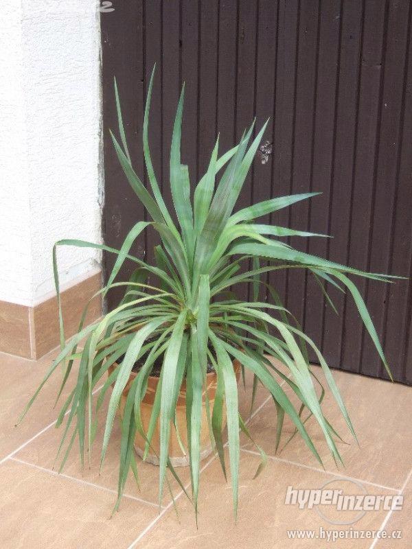 Venkovní palmy juka - foto 1