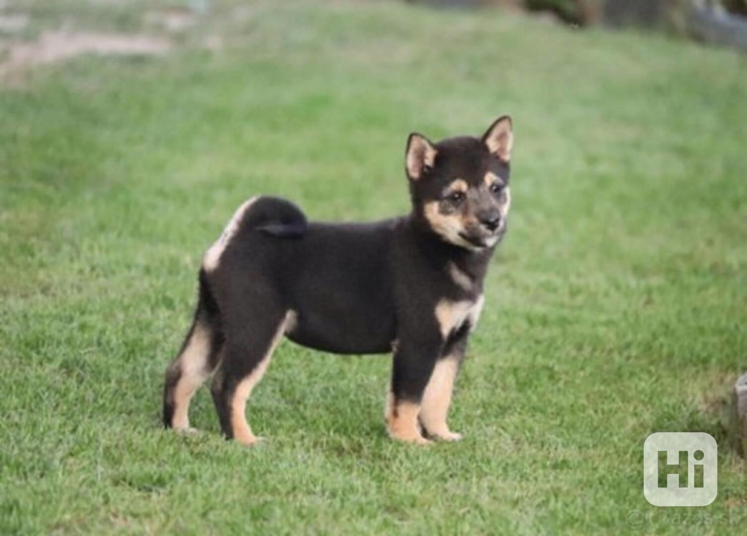Shiba-inu - Cheb - foto 1