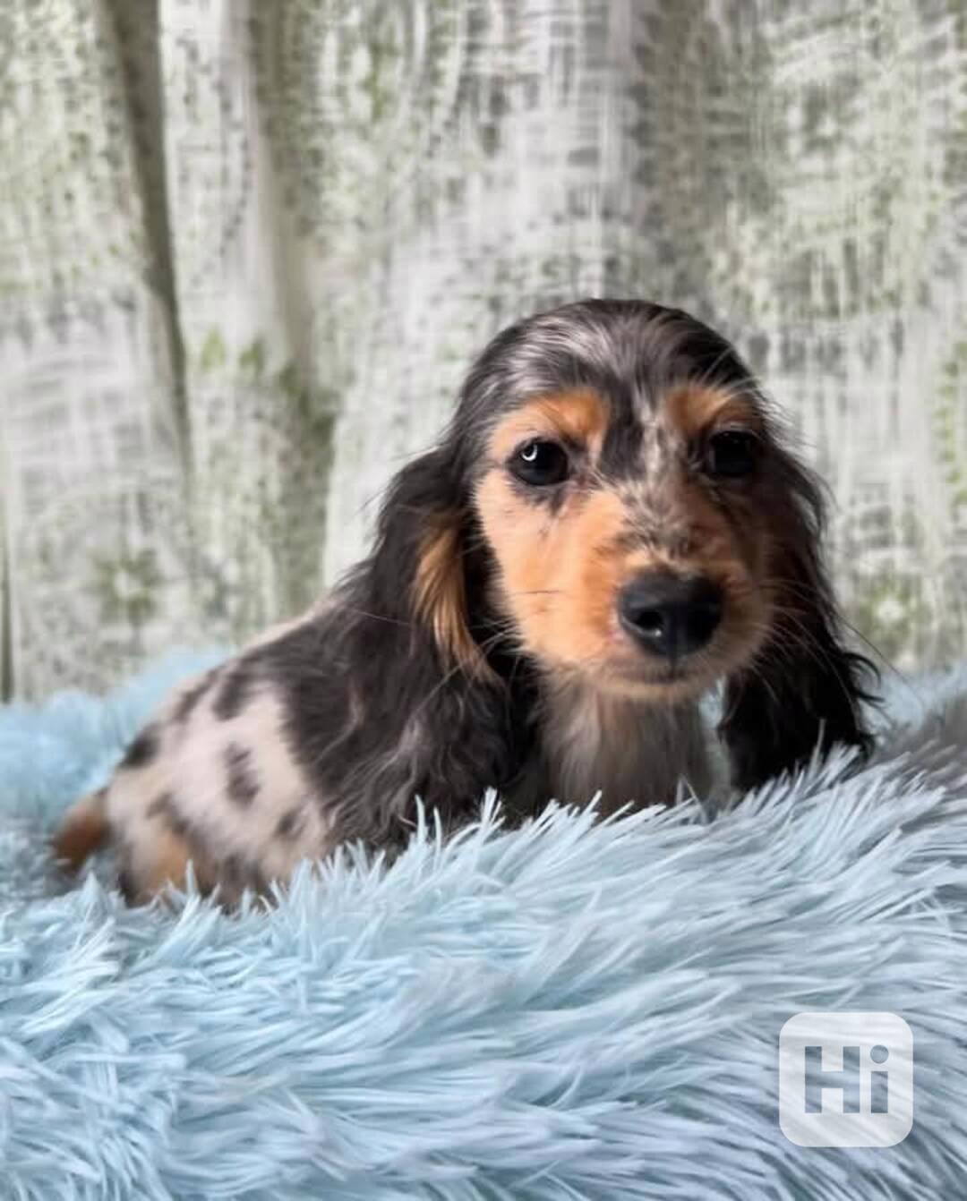Adorable Dachshund Puppies Looking for Loving Forever home  - foto 1