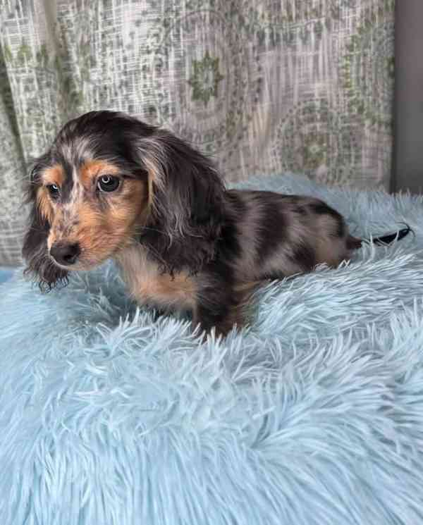 Adorable Dachshund Puppies Looking for Loving Forever home  - foto 2