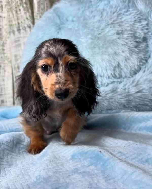 Adorable Dachshund Puppies Looking for Loving Forever home  - foto 3