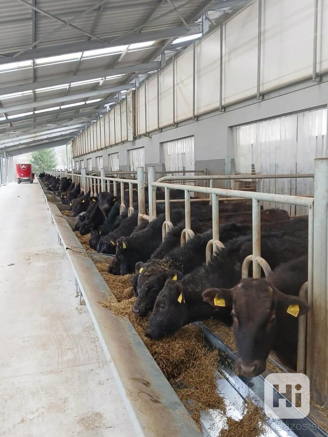 Prodej živého dobytka Wagyu – do chovu i na maso | Slovensko - foto 1