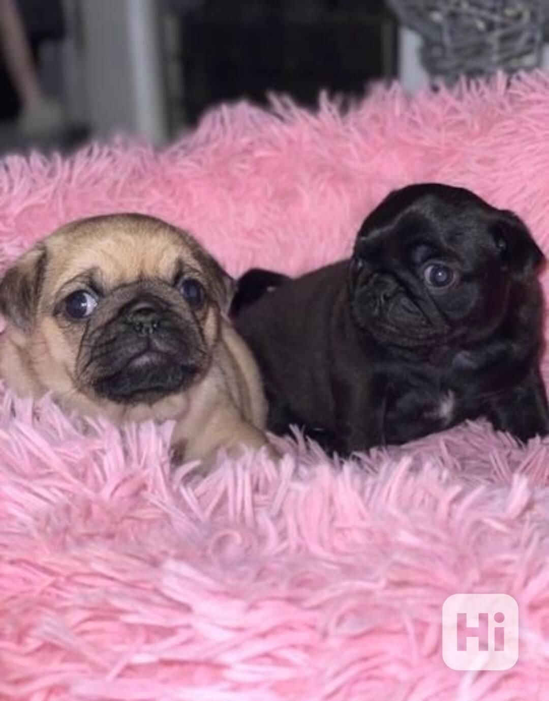 Štěňata mopsa pro novou rodinu - foto 1