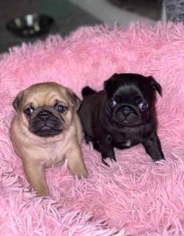 Štěňata mopsa pro novou rodinu - foto 2