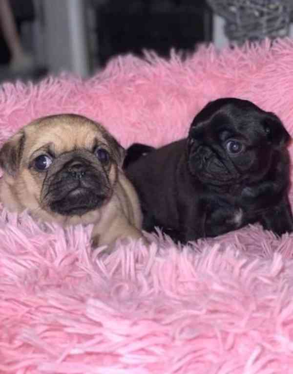 Štěňata mopsa pro novou rodinu - foto 1