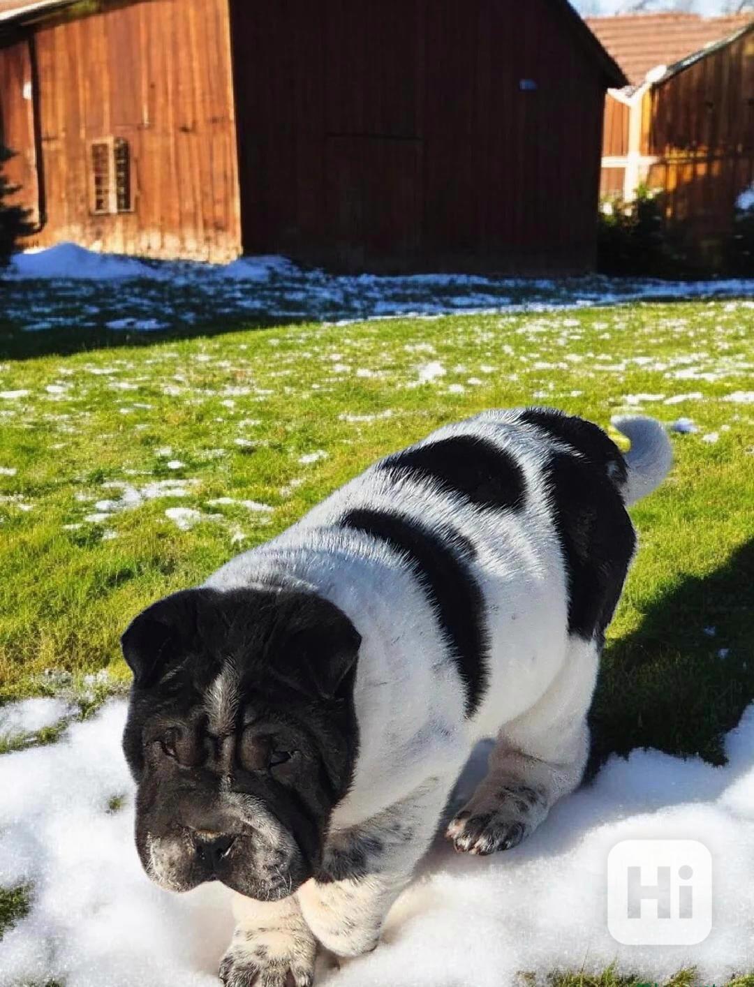 Oreo černý květ mini šarpej - foto 1