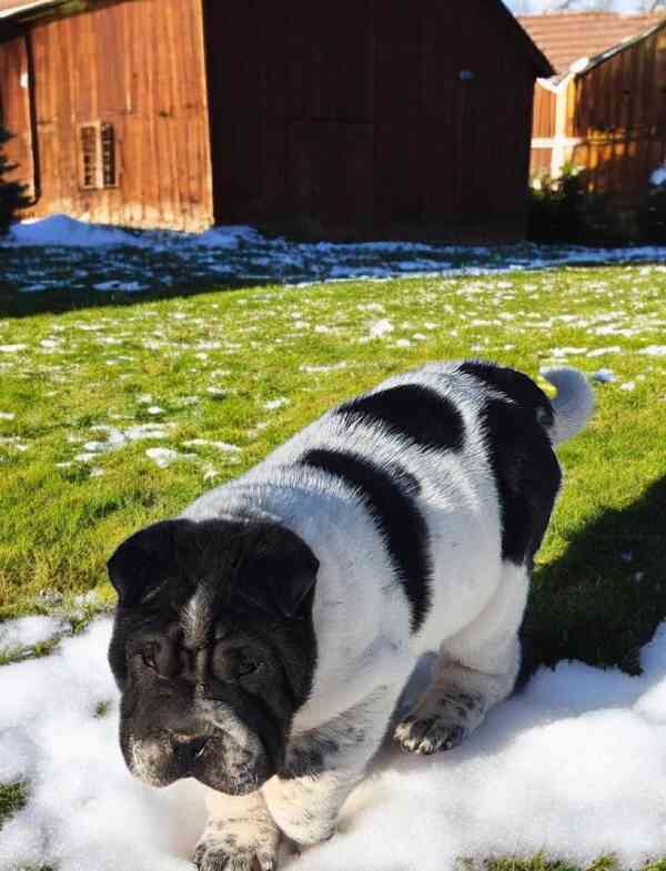 Oreo černý květ mini šarpej - foto 2