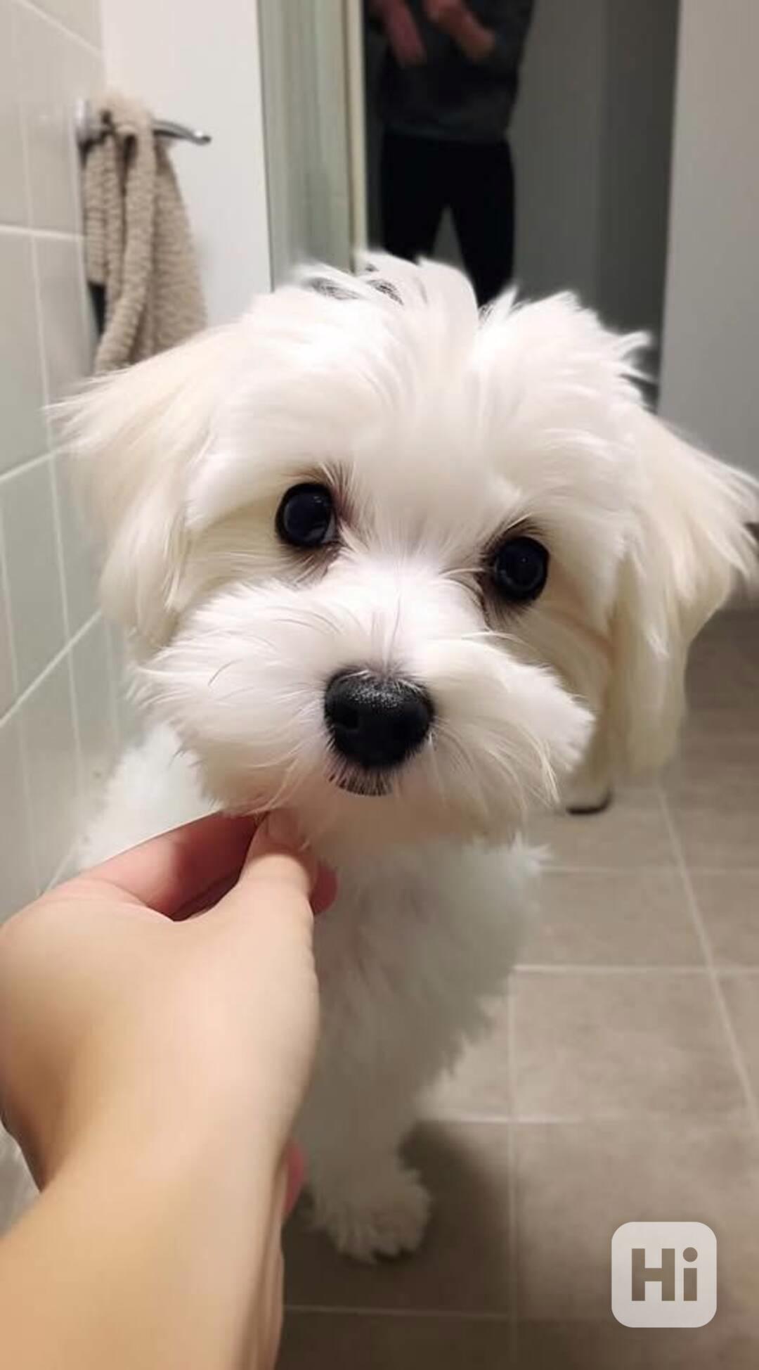  Zdravá štěňátka maltézáka a fenky k adopci zdarma - foto 1