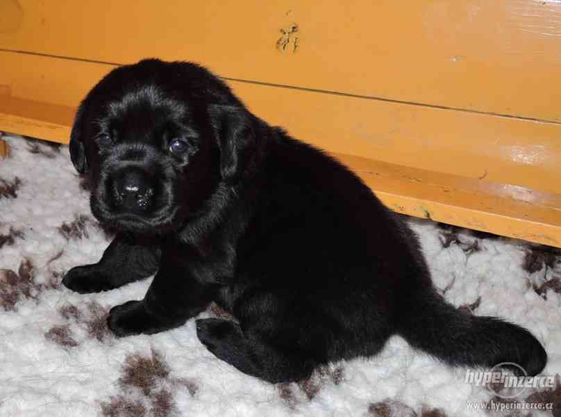 Černý pejsek labradora s PP - foto 1