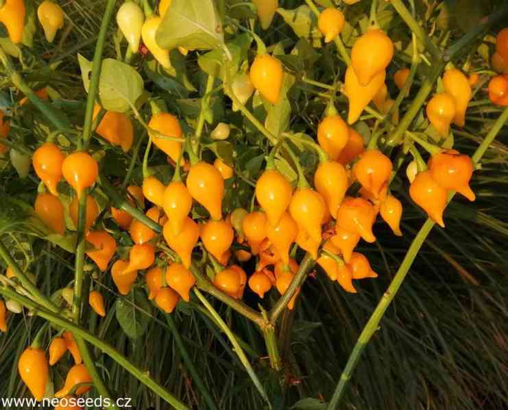 Sazenice Chilli Biquinho yellow - foto 1