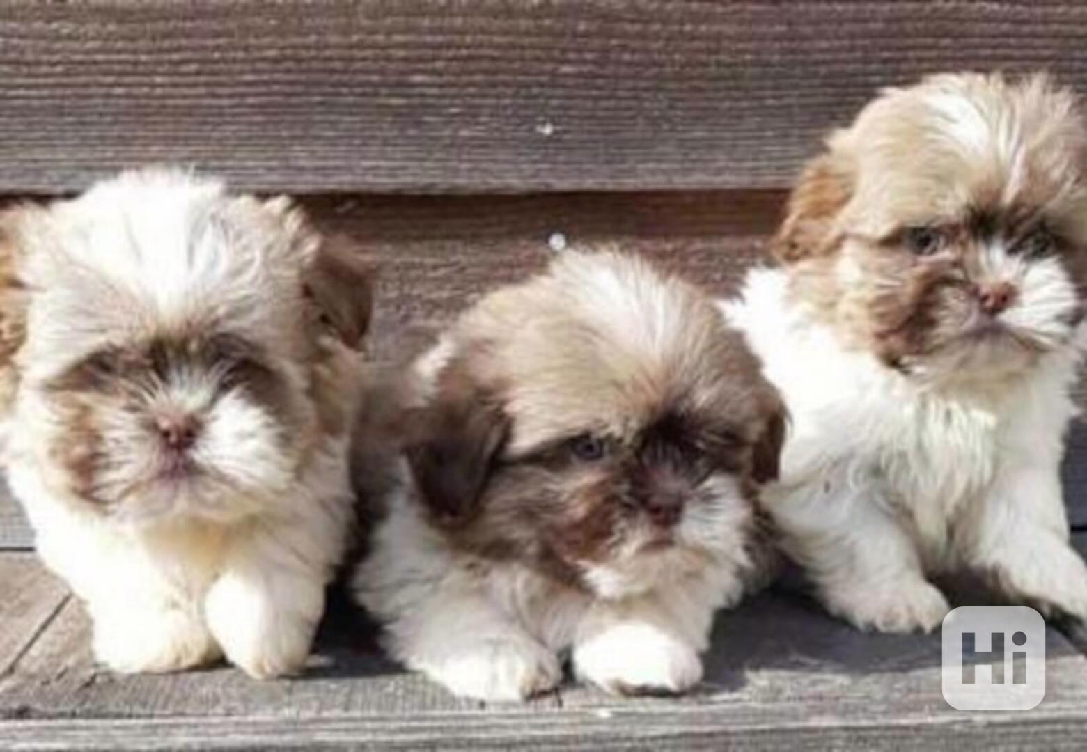 Shih Tzu, ši-cu - štěňátka s PP - foto 1