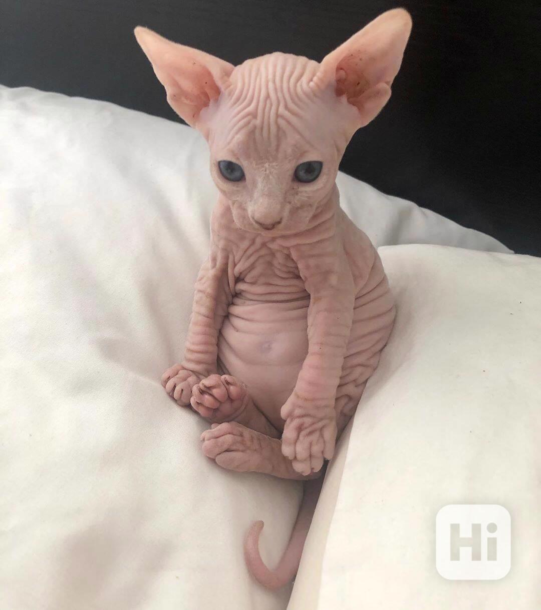 Sphynx koťata - foto 1