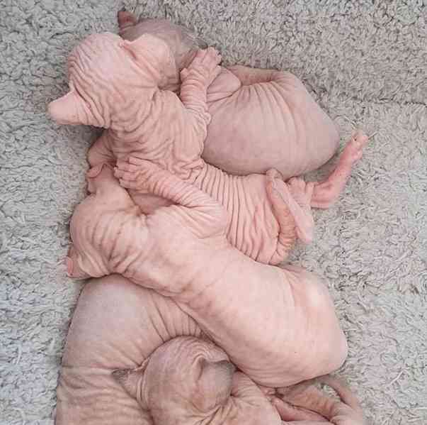 Sphynx koťata - foto 3