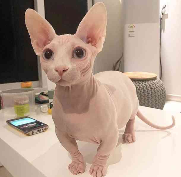 Sphynx koťata - foto 2