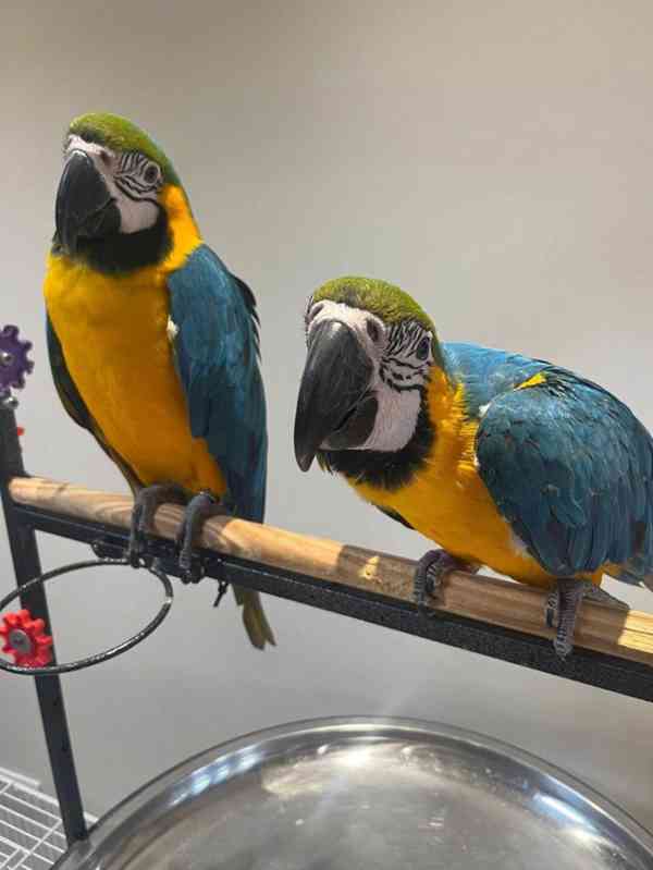 Papoušci Modro-zlatí arové - foto 2