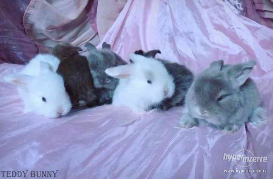 MINI LOP beránci - zakrslí králíčci na prodej - foto 5