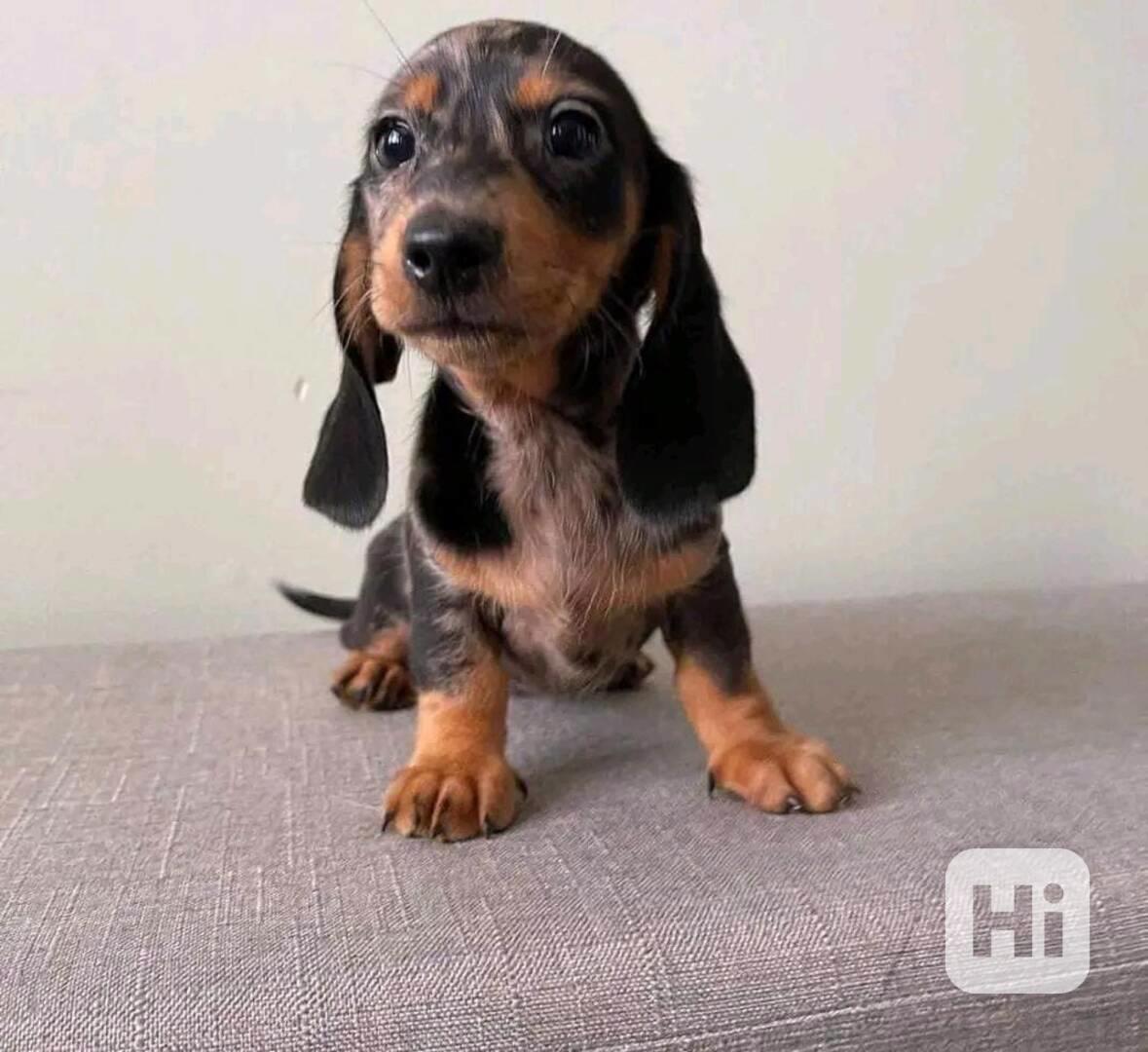 Štěňata jezevčíků hledají domov. - foto 1