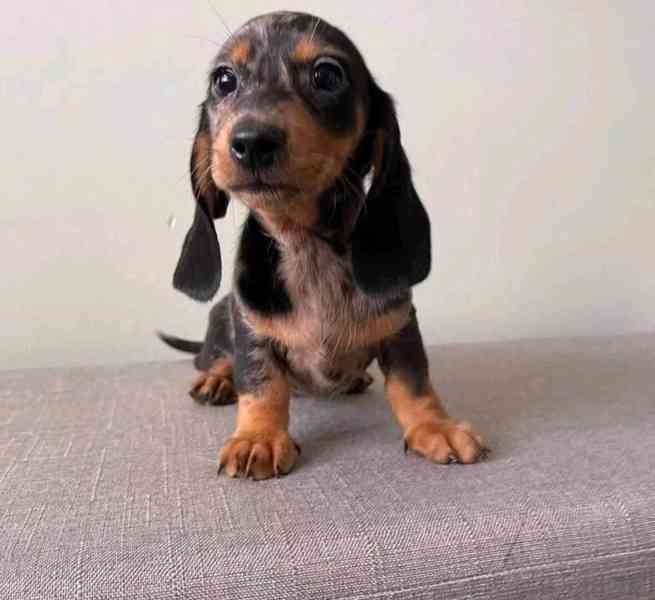 Štěňata jezevčíků hledají domov. - foto 1