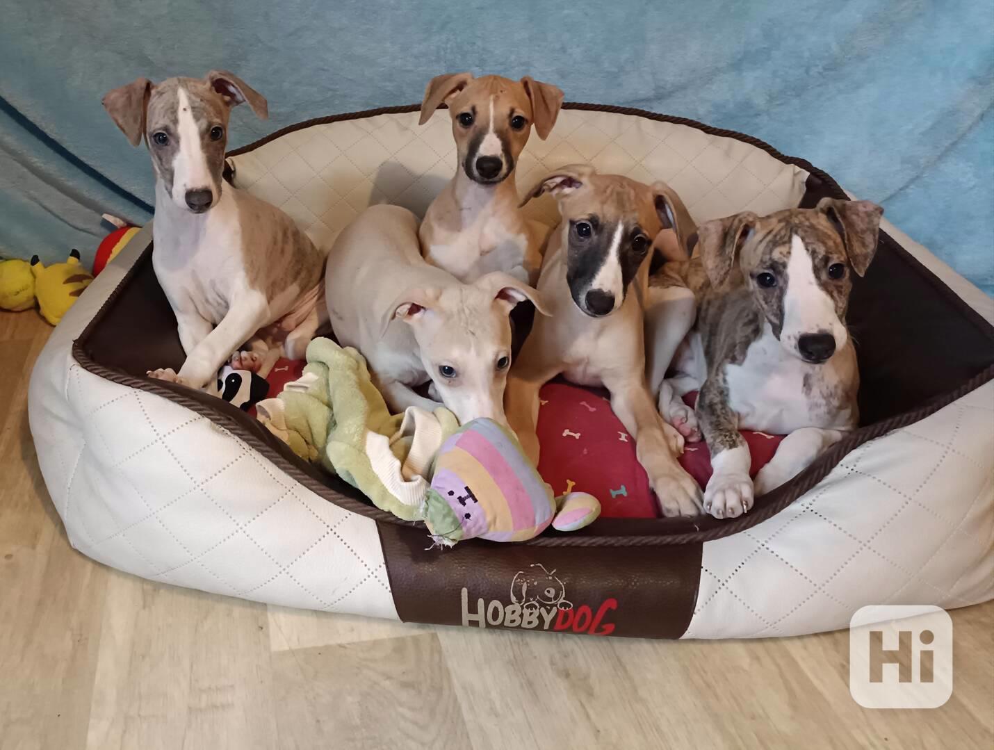 Vipet /Whippet / - štěňátka s PP - foto 1