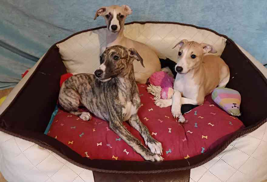 Vipet /Whippet / - štěňátka s PP - foto 2